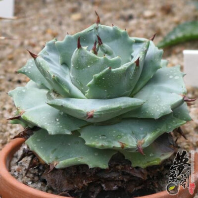 王妃雷神 Agave potatorum var.verschaffeltii