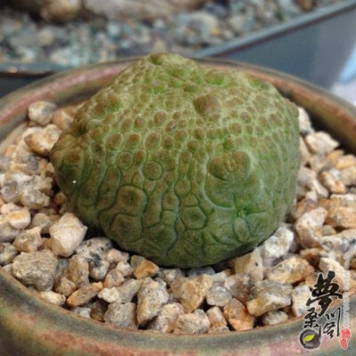 擬蹄玉 Pseudolithos cubiforme