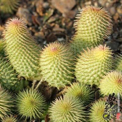 阿修罗 Huernia pillansii