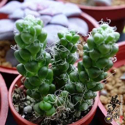 茶笠 Aanacampseros baeseckei harras E.agavoides Frank Reine