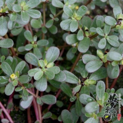 马齿苋 Portulaca oleracea L.