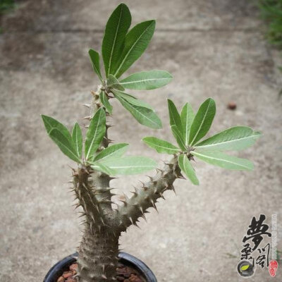 西巴女王玉栉 Pachypodium densiflorum