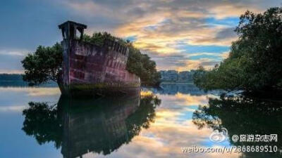 【悉尼一景 “漂浮的森林” 】在悉尼奥运村附近赫姆布什湾，停泊着许多船只遗骸，但没有一艘像这只The SS Ayrfield有范，它因生锈的船体上长满茂盛的红树植物而被盛誉为“漂浮的森林”。