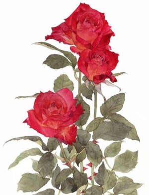 土屋聡 #水彩# 植物