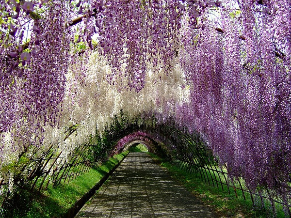 河内藤園は紅葉の名所でもあり、樹齢30年近くのモミジの木が約700本、樹齢70～80年のモミジの木が18本ある。11月中旬から12月中旬にかけて、藤園と同じく厳格に管理され、凛とした気配ただようモミジの森を散策できる。入園料は300円。なお、藤の季節にモミジの森に入園することはできない。