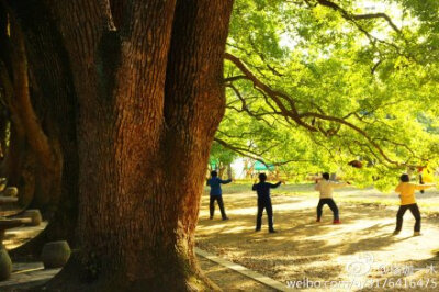 芬芳歇去，夏木荫荫 @武汉大学 @武汉大学研究生会