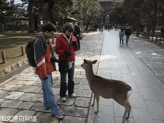 原来在奈良喂鹿还有互相鞠躬的传统吗！