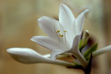 玉簪花，又名白萼、白鹤仙。为百合科多年生宿根草本花卉。顶生总状花序，着花9～15朵．花白色，筒状漏斗形，有芳香，花期7～9月。因其花苞质地娇莹如玉，状似头簪而得名。碧叶莹润，清秀挺拔，花色如玉，幽香四溢，是我国著名的传统香花。