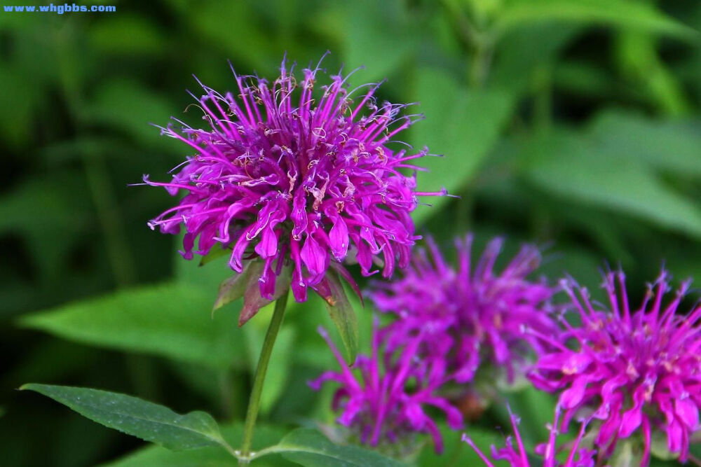 名称:美国薄荷 类别:草花 别名:N/A 科名:唇形科 拉丁名:Monarda didyma 多年生,从生,花朵小,有苞片,密生,顶端头状花序,整个夏季开药.柔和的淡紫红色,苞片背面深紫色.叶片有芳香,有锯齿,卵形,三角形或披针形.绿色带淡紫色.适宜生长在任何潮湿,肥沃的土壤中,需阳光或稍遮荫.适合作草本花境或草本花园花卉