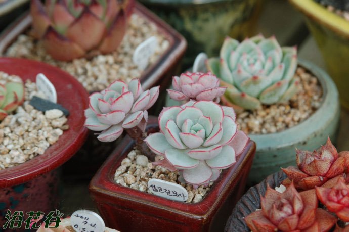 凌波仙子Echeveria sbucorymbosa lau 026为景天科拟石莲花属多肉植物，是最近非常流行火爆的026。 凌波仙子形态：小型群生品种，老株茎干会不断升高，叶子灰绿色，叶子圆匙型，叶缘纯红色，有叶尖。 凌波仙子养护：春秋是生长期，喜全日照。夏天会休眠，通风遮阳，每周可以在土表喷上少量的水，防止根死亡。冬天温度要逐渐断水，保持盆土干燥，提高植株抗寒能力。 凌波仙子繁殖：易群生，可以在换盆时进行分株繁殖。