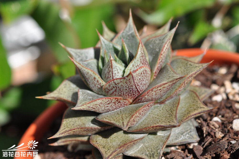 大和锦Echeveria purpusorum——景天科石莲花属。叶片广卵形至散三角卵形，排成紧密的莲座状，背面突起呈龙骨状，叶长3至4厘米，宽约3厘米，先端急尖。叶色灰绿，上有红褐色的斑纹，喜温暖、通风良好的环境，无明显休眠期。