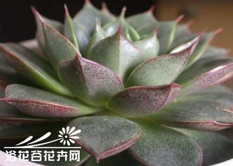 Echeveria Purpusorum cv.【小和锦】景天科拟石莲花属，大和锦的杂交种，厚实的叶片上，有漂亮的红褐色花纹。相比大和锦，尺寸更加迷你可爱。生长缓慢，阳光充足的条件下，叶片会形成紧凑聚拢的状态，若是光线不足，叶片会松散开来，红色也会减退。春秋生长季节，土干透后，浇透水。夏季避免烈日炙烤，放在通风明亮的地方少…