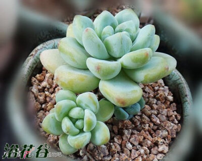 劳尔的学名：라울(Sedum clavatum)，韩文音译是：劳尔；目前有两个版本的说法，一个说劳尔和凝脂莲是不同植物，另一种说法凝脂莲其实就是劳尔。整体呈现花花状，也类似风车状。