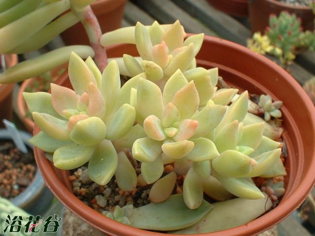 Sedum nussbaumerianum多肉植物铭月与“黄丽”相似，容易被混淆，铭月比黄丽叶片更细长一些。铭月比较喜欢光照，对水分需求不大，几乎全年都在生长。增加光照时间后，整株会慢慢从绿色转变为金黄色。枝干很容易拔高，2年以上容易垂吊，可断水使枝干木质化。繁殖方式叶插扦插都可以，比较容易繁殖。