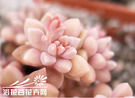 姬秋丽Graptopetalum mendozae——景天科风车草属。叶片饱满圆润，在强光下，叶片会出现可爱的橘红色，在阳光下会有轻微的星星点点金属状光泽。时间久了叶片上会有轻微的白蜡，样子非常可人。姬秋丽是非常非常迷你的品种，单头也就约1厘米。花白色，五瓣花，花的形状和秋丽花是一样的，就颜色与大小的区别。