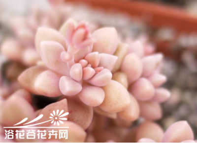 姬秋丽Graptopetalum mendozae——景天科风车草属。叶片饱满圆润，在强光下，叶片会出现可爱的橘红色，在阳光下会有轻微的星星点点金属状光泽。时间久了叶片上会有轻微的白蜡，样子非常可人。姬秋丽是非常非常迷你的…