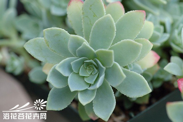 薄化妆Sedum palmeri——景天科景天属（佛甲草属），该属广布于全球温带和热带的高山地区。星状黄花