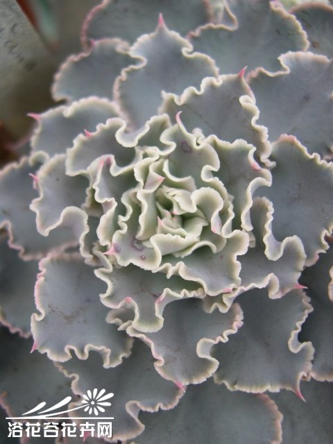 莎薇娜Echeveria shaviana——景天科拟石莲花属，原产于墨西哥和中美洲，又名祇园之舞。