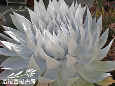 仙女杯Dudleya brittonii——景天科仙女杯属，原产于下加利福尼亚州。金色的花朵，喜温暖干燥和阳光充足环境，不耐寒，耐半阴和干旱，怕水湿和强光暴晒，无明显休眠期。