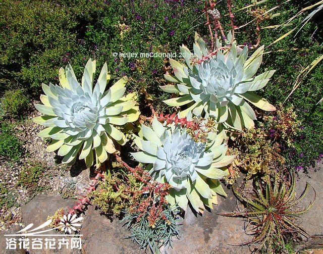 仙女杯Dudleya brittonii——景天科仙女杯属，原产于下加利福尼亚州。金色的花朵，喜温暖干燥和阳光充足环境，不耐寒，耐半阴和干旱，怕水湿和强光暴晒，无明显休眠期。