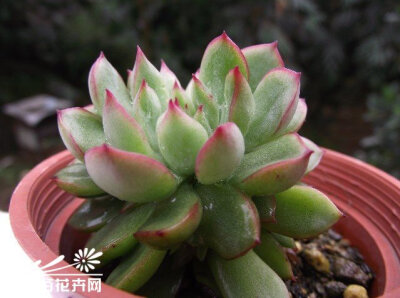 女雏Echeveria cv. Mebina——景天科拟石莲花属。女雏、花月夜和花丽容易搞混，但女雏的植株比较小，易生侧芽，花月夜跟花丽植株则较大。疏水通风环境，易栽种。