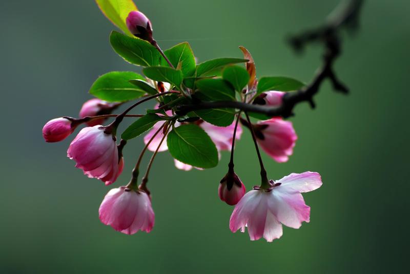 垂丝海棠（学名：Malus halliana）是蔷薇科苹果属的植物，是中国的特有植物。分布于中国大陆的四川、安徽、陕西、江苏、浙江、云南等地，生长于海拔50米至1,200米的地区，多生长于生山坡丛林中和山溪边，目前已由人工引种栽培。