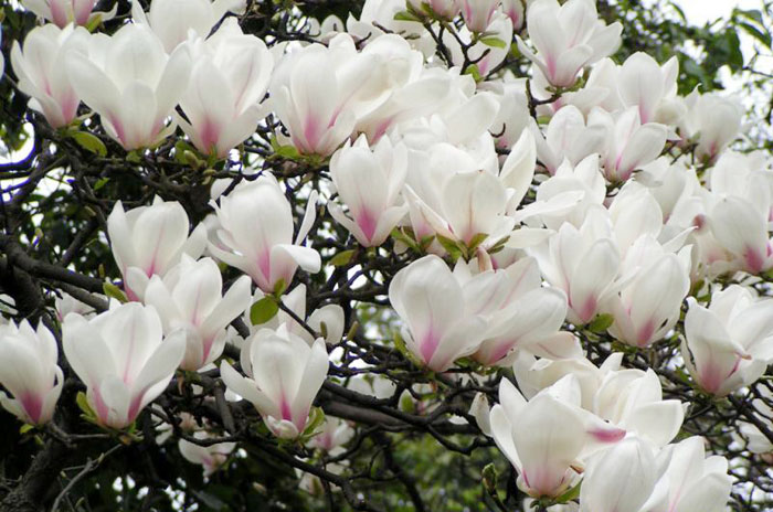 玉兰花（学名：Magnolia denudata），木兰科木兰属观赏树木。别名白玉兰、望春花、玉兰花，木兰科。是我国特有的名贵园林花木之一。玉兰花原产于长江流域，现在北京及黄河流域以南均有栽培，庐山、黄山、峨眉山等处尚有野生 古时多在亭、台、楼、阁前栽植。现多见于园林、厂矿中孤植，散植，或于道路两侧作行道树。北方也有作桩景盆栽。玉兰3月开花，6-7月果熟，花大型、芳香，先叶开放，花期10天左右。