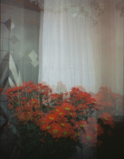 胶片,胶卷,摄影,艺术,Diana Mini