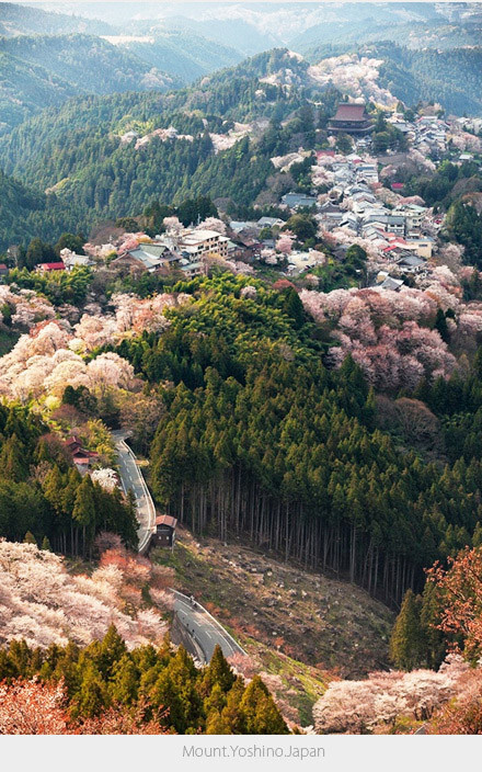  日本名櫻有寒櫻、河津櫻、雨情枝垂、染井吉野櫻、大島櫻、寒緋櫻、雛菊櫻、及八重櫻，如八重紅彼岸、奈良八重櫻、八重之霞櫻、茜八重、八重紫櫻等。最富盛名非染井吉野櫻莫屬，約占日本櫻花數量之八成。via@设计目录 |铺主说：没经历过花见，就等于浪费了一个春天。