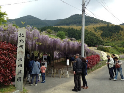 北九州河内藤园