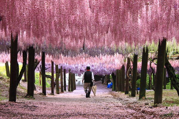 公園施設 藤園、もみじの森、便所、駐車場200台