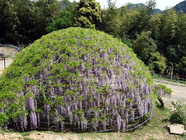 科名：豆科(Leguminosea)紫藤属(Wisteria) 别名：多花紫藤、 藤萝、茱藤 原产地：日本暖带至温带地区，为日本古生植物之一。中国长江流域以南普遍栽种；台湾于1916年间由日本引种。 分布：各地零星栽植，作棚架观赏栽植。