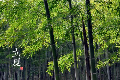 中国摄影师青简：二十四节气