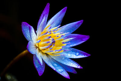 Photograph true waterlily bloom by Douglas Liang on 500px