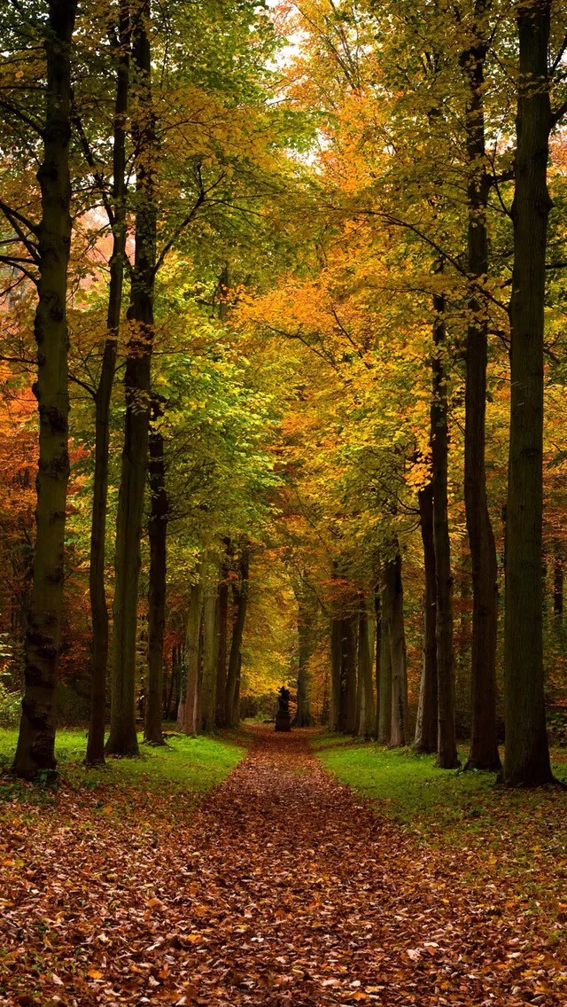 Forest roads iPhone 5s wallpaper