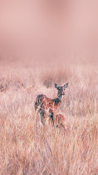 tadoba spotted deer on the farm iPhone 5s wallpaper