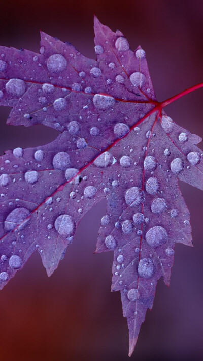 The Leaves After The Rain iPhone 5s wallpaper