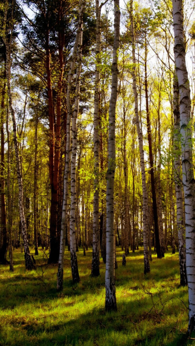 Leafless Birch Forest iPhone 5s wallpaper