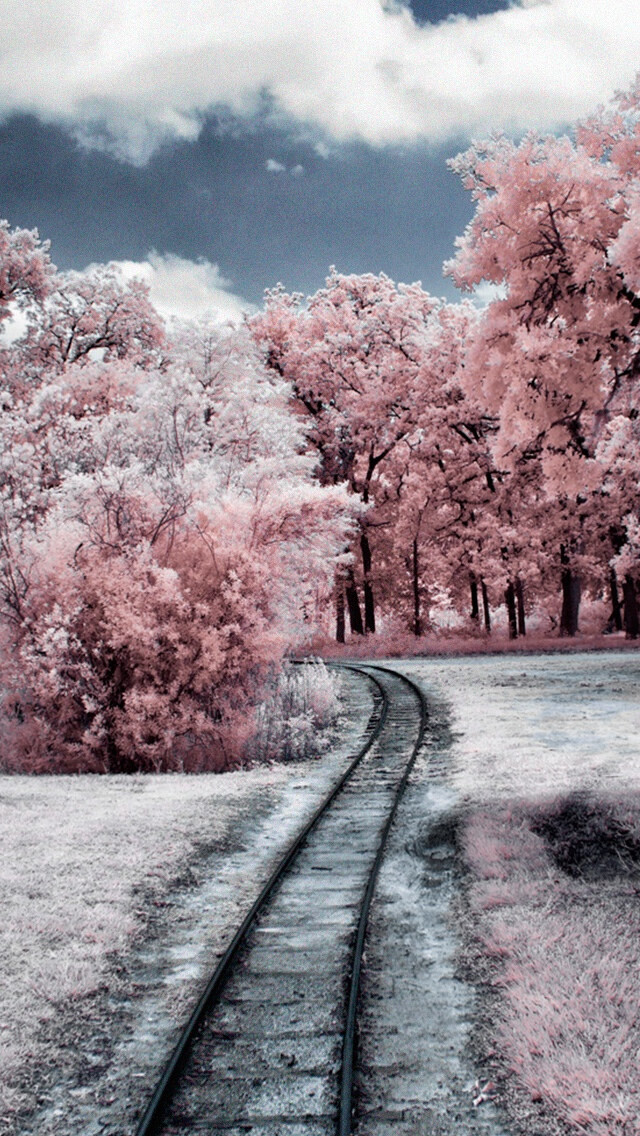 Through The Pink Woods iPhone 5s wallpaper