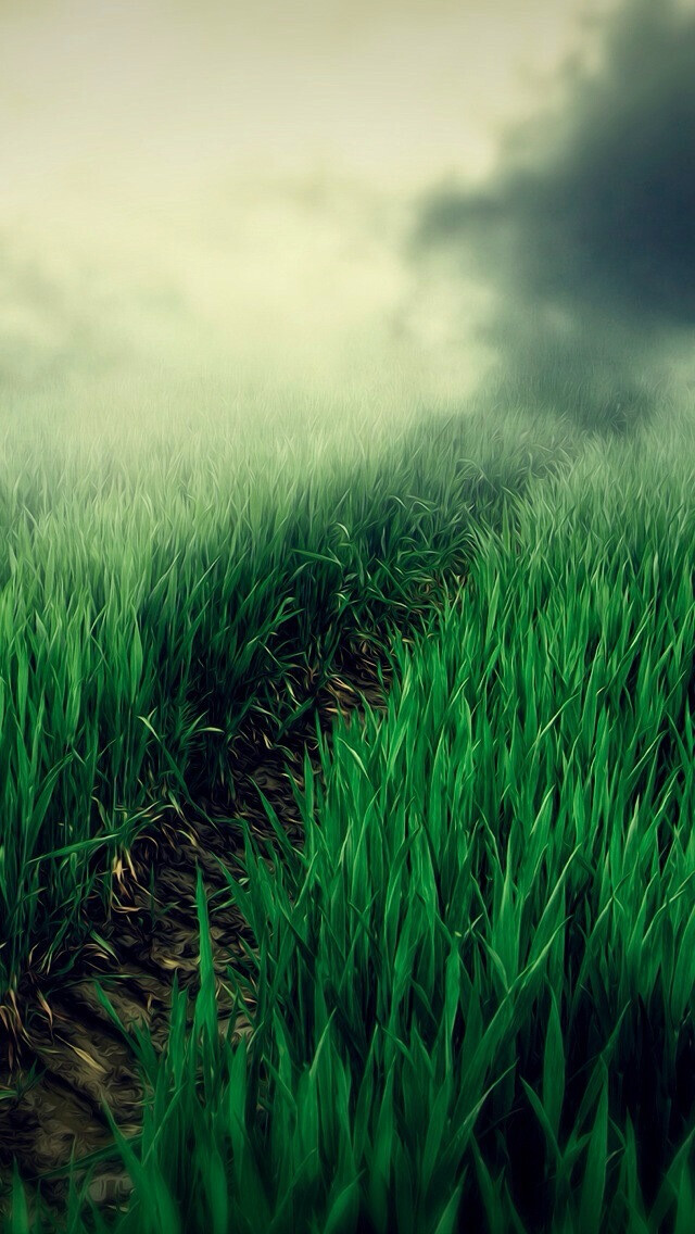 Grass iPhone 5s wallpaper