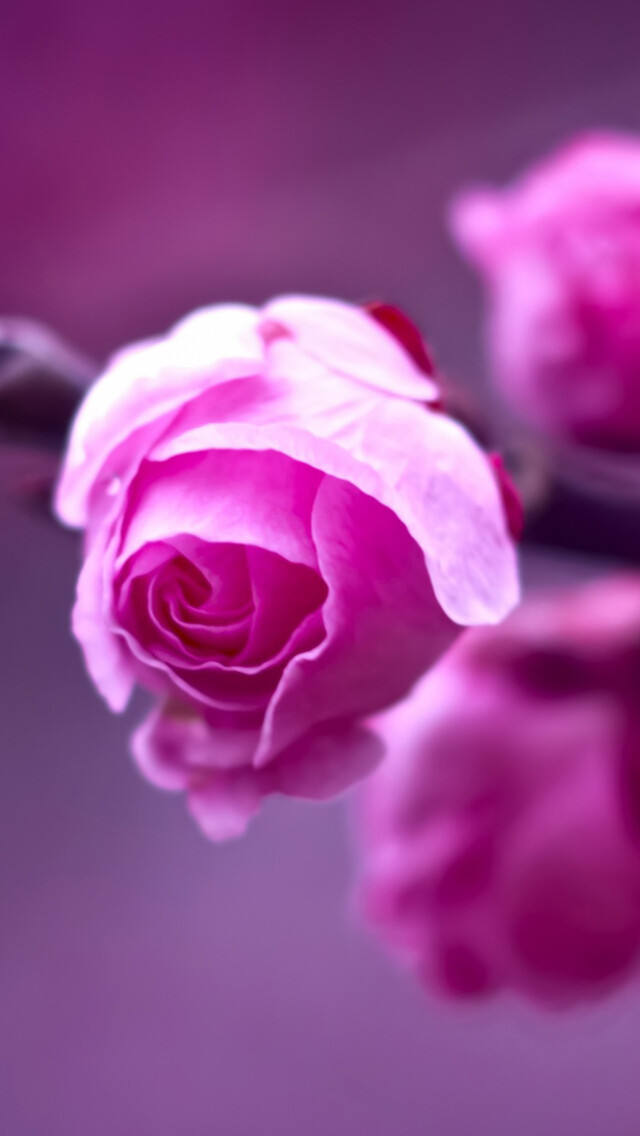 Pink Roses Branch Macro iPhone 5s wallpaper