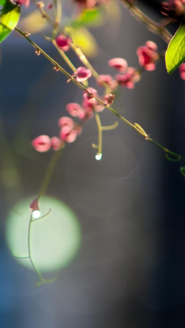 Twig Pink Flowers iPhone 5s wallpaper