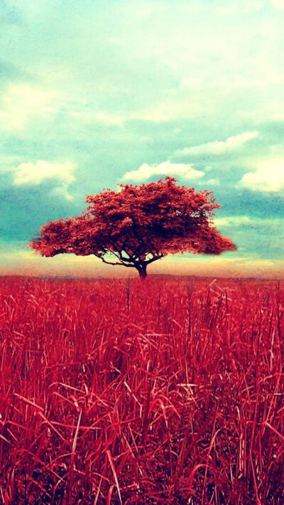 Lone Red Tree iPhone 5s wallpaper