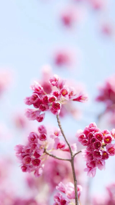 Pink flowers iPhone 5s wallpaper