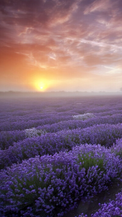 Lavender iPhone 5s wallpaper