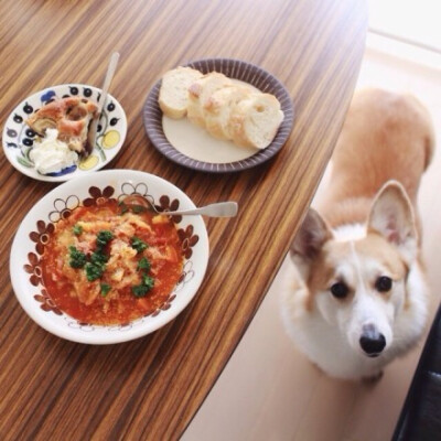 美食＋宠物＝完美生活。