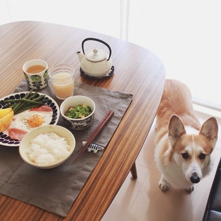 美食＋宠物＝完美生活。