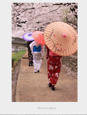 日本名櫻有寒櫻、河津櫻、雨情枝垂、染井吉野櫻、大島櫻、寒緋櫻、雛菊櫻、及八重櫻，如八重紅彼岸、奈良八重櫻、八重之霞櫻、茜八重、八重紫櫻等。最富盛名非染井吉野櫻莫屬，約占日本櫻花數量之八成。（via设计目录）