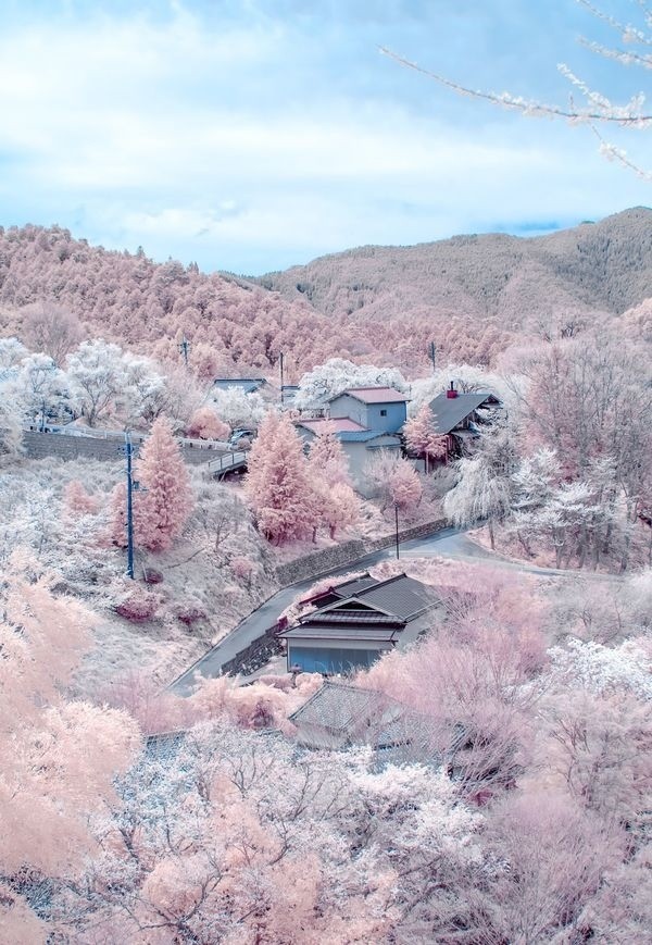 日本,奈良吉野，被30000棵樱花树覆盖的山，美如仙境 #美景#