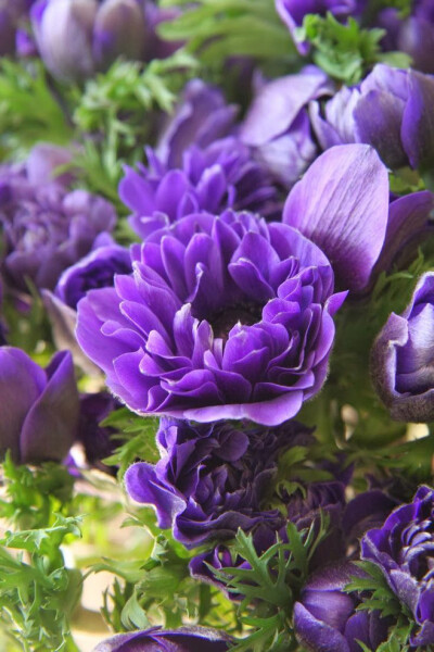 君主紫色银莲花